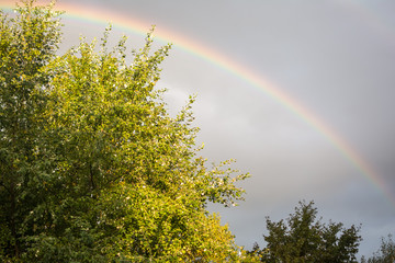 rainbow in the sky above the trees