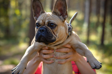 Small french bulldog puppy sits on the summer grass