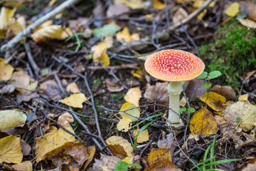 fly agaric in the autumn forest