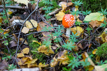 fly agaric in the autumn forest