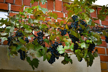 Bunches of red wine grapes hanging on the wine in late afternoon sun