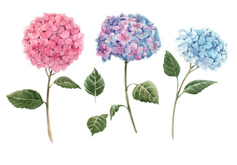 Watercolor gortensia flowers illustration