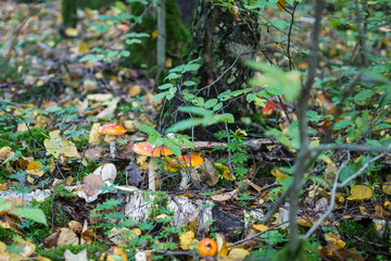 fly agaric in the autumn forest