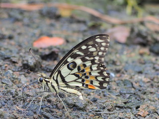 butterfly on leaf