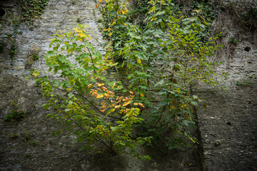 Tree growing out of the City Wall in Besigheim, South of Germany