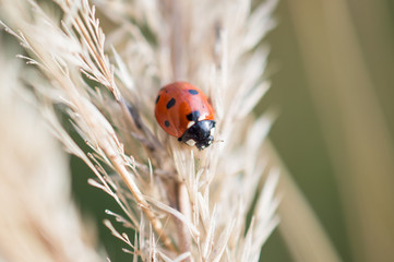 Lady bug