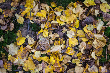 fallen leaves in the autumn forest