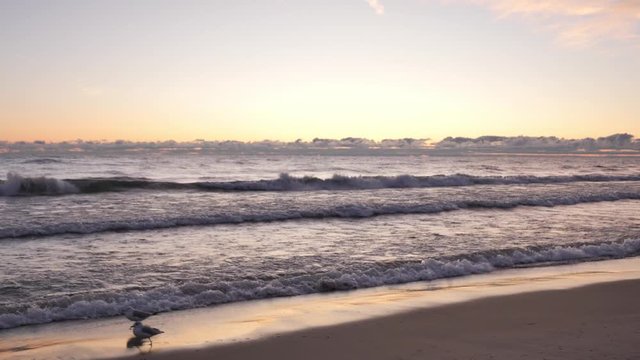 A beautiful African American mixed race woman in a long sleeve floral shirt walks by on the sandy beach as seagulls scurry in the opposite direction along the shore as waves roll in at sunrise.