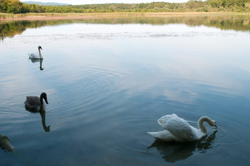 white swans with small swans on the lake