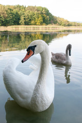 white swans with small swans on the lake