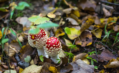 fly agaric in the autumn forest