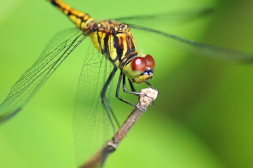 トンボ © 白太郎