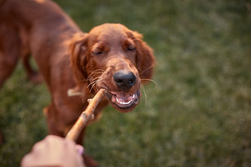 Irish Setter puppy playing with a stick. Irish Setter red. Dog plays and frolic with a stick