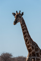 Closeup of the neck of an Angolan Giraffe - Giraffa giraffa angolensis- near a waterhole in Etosha national Park in Namibia.