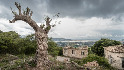 abandoned and ruined houses with an old tree in abandoned and ruined village Palia Plagia, Greece, hit by an earthquake