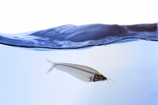 Glass catfish - kryptopterus bicirrhis in front of a white background