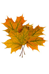 three brightly colorful yellow dry maple leaves on a white background