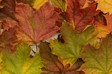 brightly colorful dry maple leaves on a light wooden background