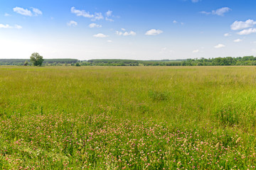 Fototapeta premium Summer landscape with green field and forest on the horizon.