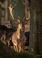male deer next to tree