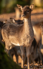 young deer in front of herd