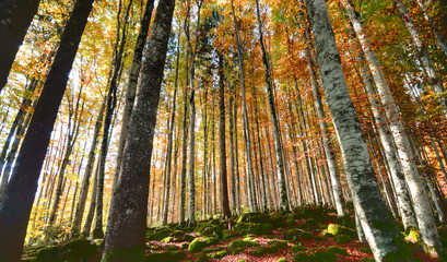 Fototapety na wymiar - Fototapeta24.pl