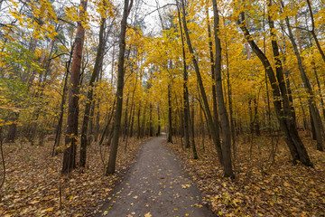 Obraz premium Evening in Serebryany Bor Park. The trail in autumn forest, Moscow, Russia