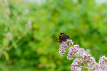 Butterfly sits on oregano flower on a green background