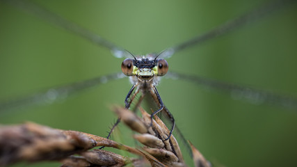 Eyecontact with a damselfly, close-up