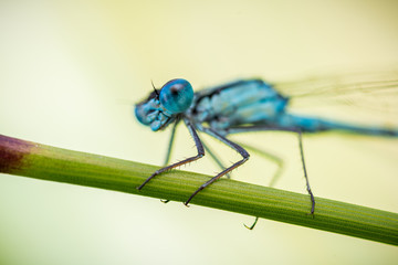 Wide-eyed common bluet in an exteme close-up