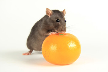 A little mouse sits on a mandarin for 2020 Chinese New Year of the Rat
