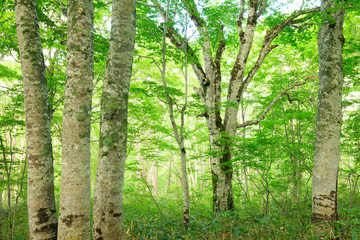 Fototapeta na wymiar Natural Beech Tree Forest in Japan