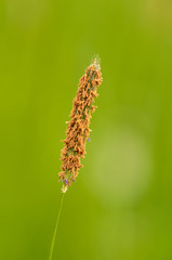 grass blossom on a background