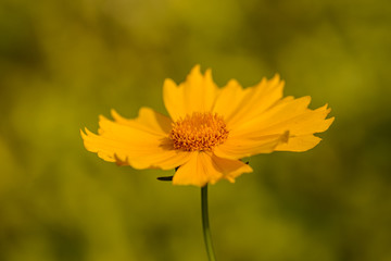 yellow flower on green background of grass