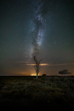 Starglow on the old tree