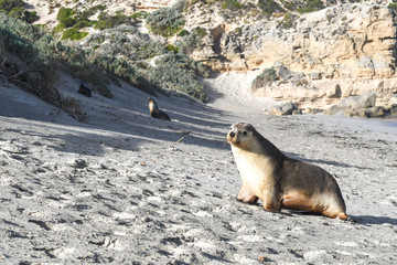Australischer Seelöwe