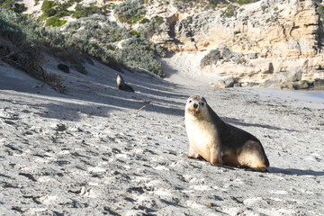 Australischer Seelöwe