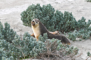 Australischer Seelöwe