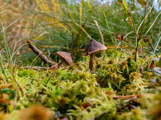 picture with autumn mushroom close up, blurry foreground