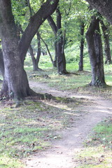 公園　道
