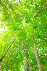  Looking up into the Canopy of a Beech Tree Forest