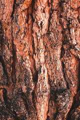 Fototapeta na wymiar TEXTURE OF TREE BARK. AUTUMN COLORS
