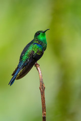Fork-tailed Woodnymph - Thalurania furcata, beautiful neck-shining hummingbird from Andean slopes of South America, Wild Sumaco, Ecuador.