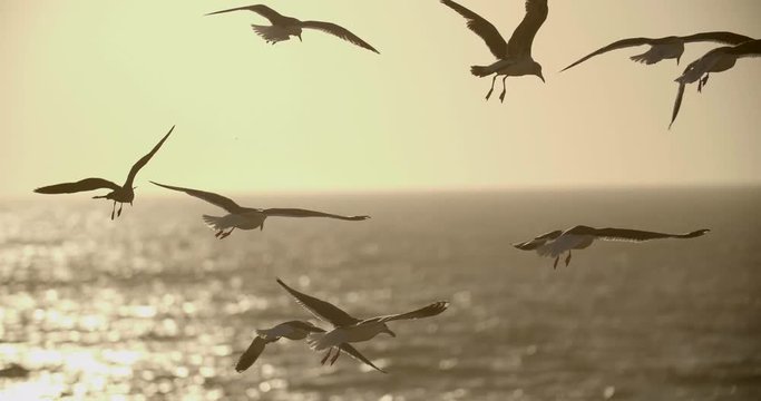 Seagulls fly on the beach at sunset in gold light.