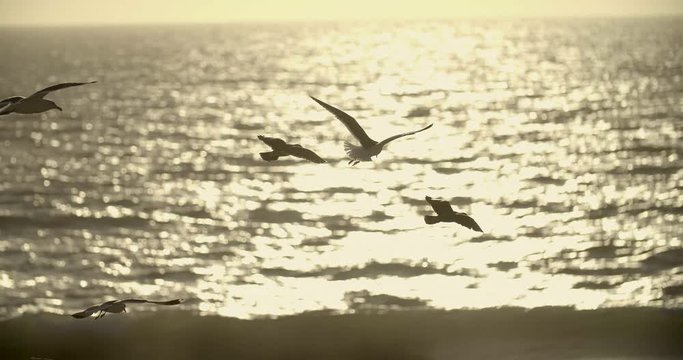 Gulls on tha californian beach