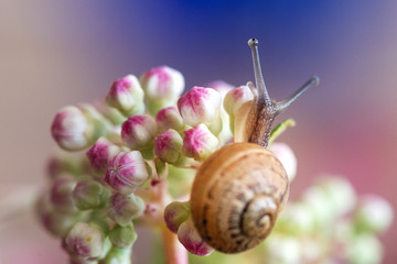Schnecke mit Haus auf Hydrangeenblüten, Nahaufnahme