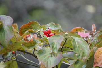 ハナミズキの実
