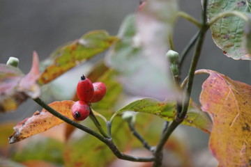 ハナミズキの実
