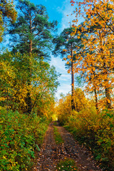dirt road in the forest on a autumn day
