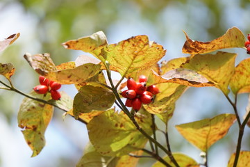 ハナミズキの実